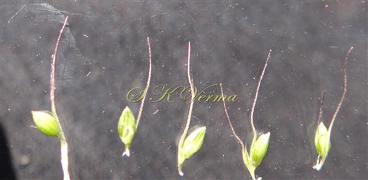  Spikelets with involucral bristles 